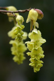 Corylopsis glabrescens