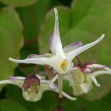 Epimedium grandiflorum
