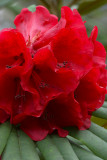 Rhododendron strigillosum
