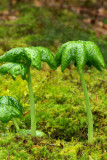 Podophyllum