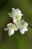 Allium species