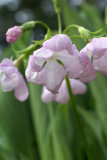 Primula sieboldii