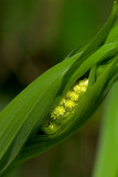 Maianthemum racemosa