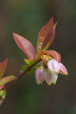 Vaccinium corymbosum