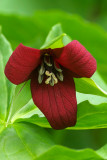 Trillium	sulcatum