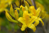 Rhododendron luteum Golden Comet