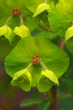 Euphorbia