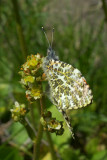 Anthocharis sara