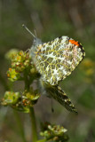 Anthocharis sara