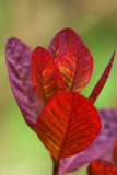 Cotinus Grace