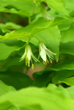 Prosartes hookeri