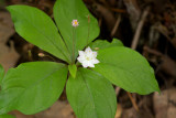Trientalis borealis