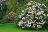 Lower Lawn - May