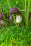 Arisarum proboscideum
