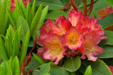 Rhododendron Unique Marmalade
