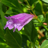Penstemon