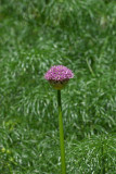 Allium