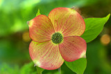 Cornus x. Rutgers Pink