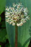 Allium karataviense