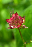 Astrantia major