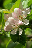 Malus domestica