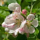 Malus domestica