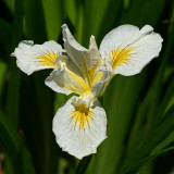 Pacific Coast Iris