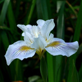 Pacific Coast Iris
