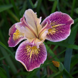 Pacific Coast Iris