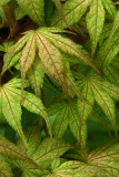 Acer palmatum