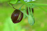 Podophyllum pleianthum