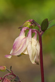 columbine