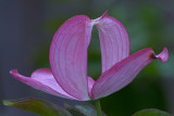 Cornus florida Cherokee Chief