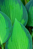 Hosta