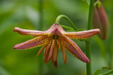 Lilium martagon Mrs. R. O. Backhouse