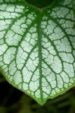 Brunnera macrophylla Jack Frost