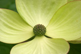 Cornus kousa Venus