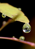 UNE SIMPLE GOUTTE DE ROSE