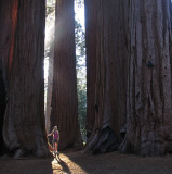 sequoia01.jpg