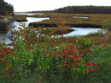 Marshes