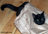 Cats Out of the Bag