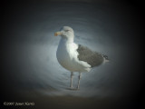 Seagull