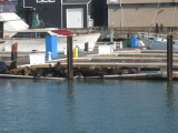 Pier39 Sea Lions