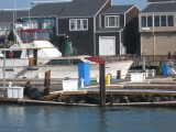 Pier39 Sea Lions