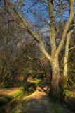 Wooded path, late Winter