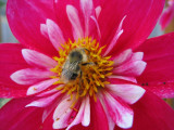 Dahlia Bee.jpg