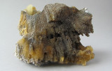Agatized Coral (Chalcedony)