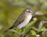 Vir�o aux yeux rouges / Red-eyed Vireo