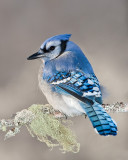 Geai bleu / Blue Jay