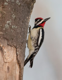 Pic macul / Yellow-bellied Sapsucker